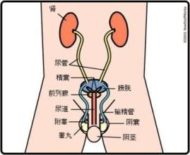 阳痿的危害