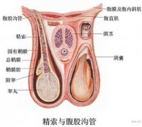男性睾丸乃是较聪明的器官